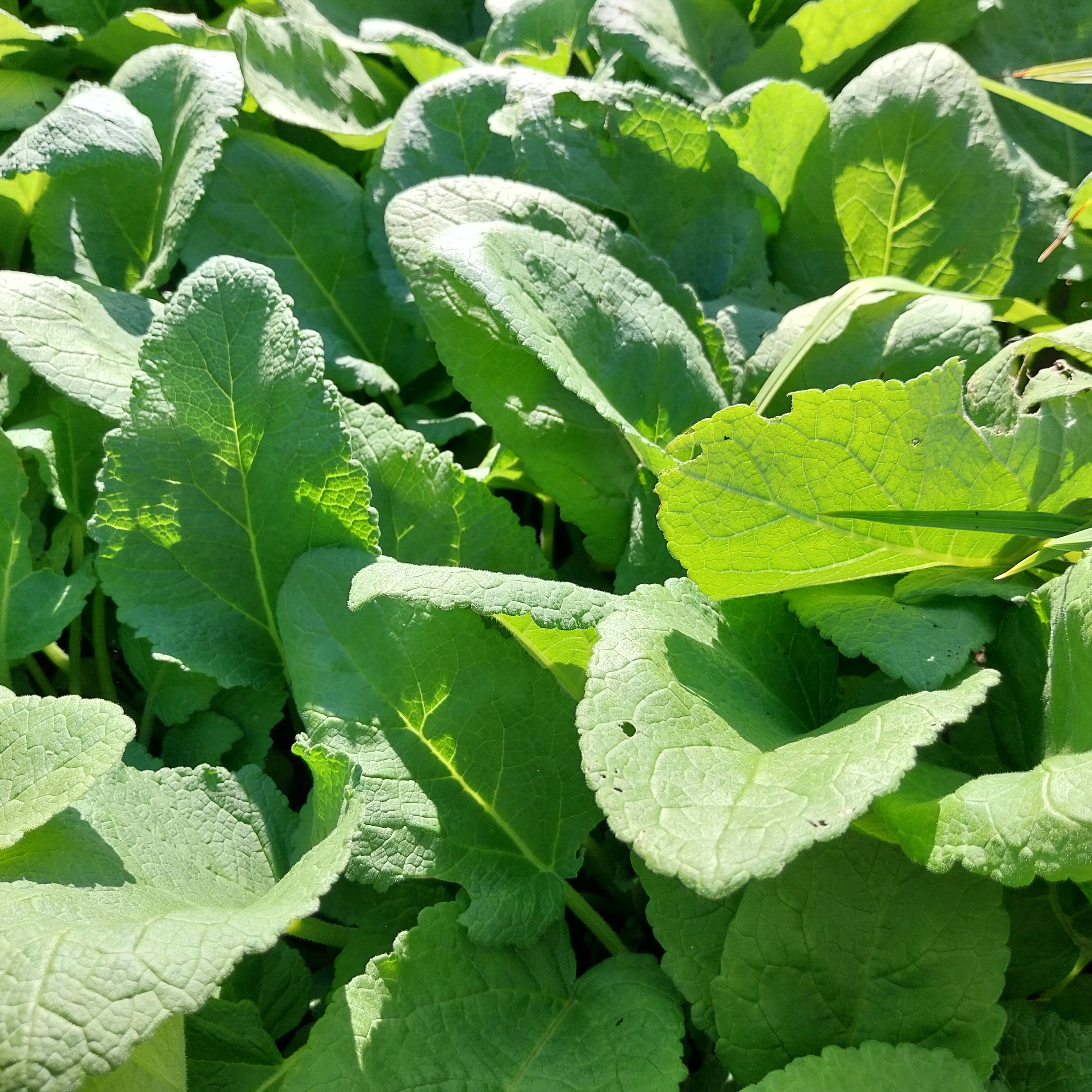 Salvia przewalskii Tibet-Salbei