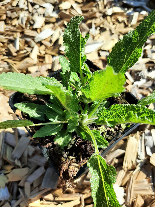 Salvia nemorosa 'Rügen' Blüten-Salbei