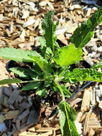 Salvia nemorosa 'Rügen' Blüten-Salbei