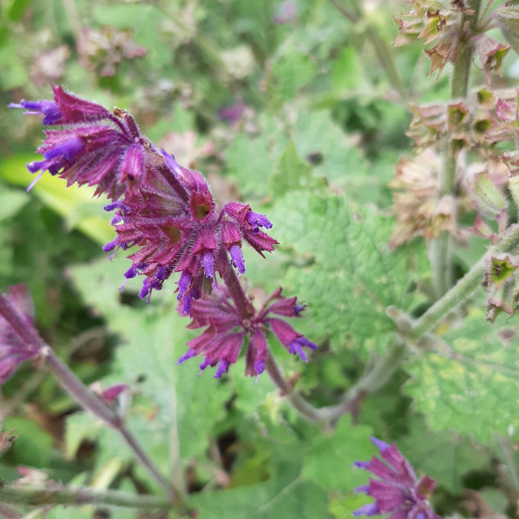 Salvia verticillata ‘Purple Rain’ – Quirlblütiger Garten-Salbei