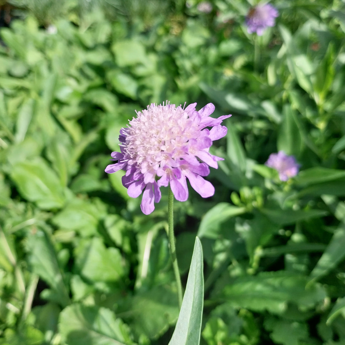 Scabiosa columbaria f. nana 'Misty Butterflies' Tauben-Skabiose