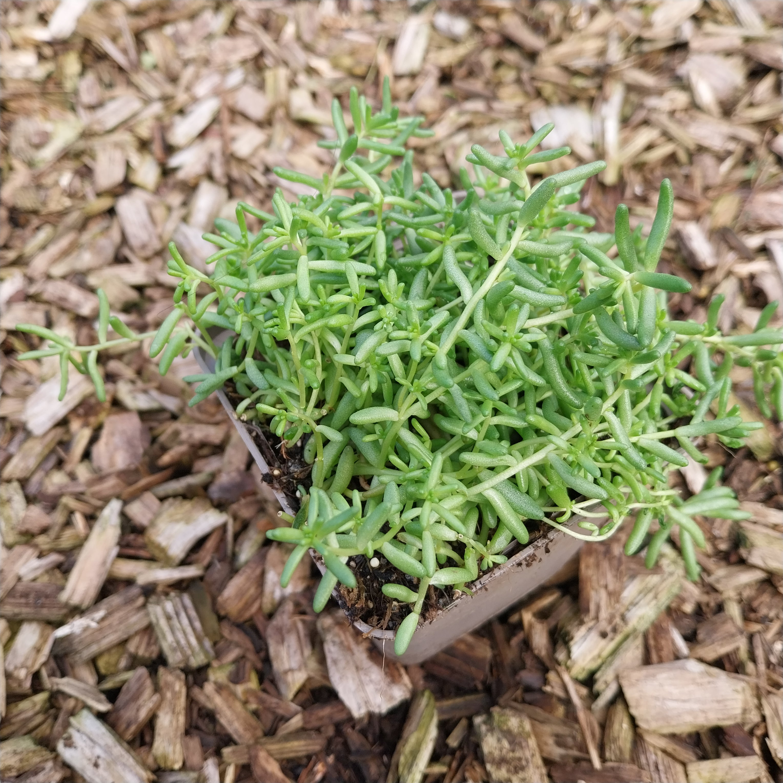 Sedum album – Weißer Mauerpfeffer