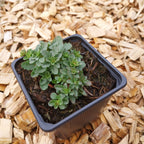 Sedum kamtschaticum var. kamtschaticum