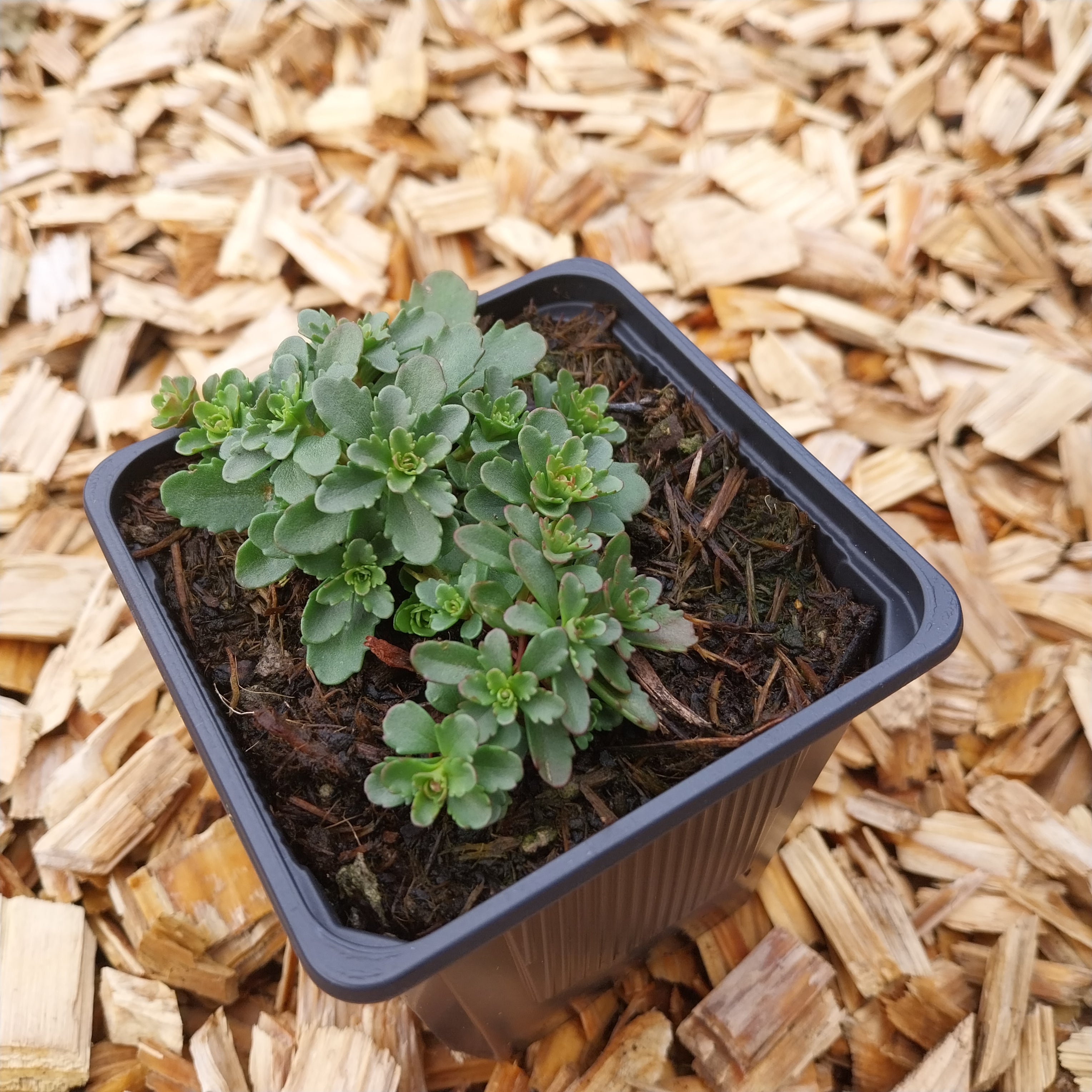 Sedum kamtschaticum var. kamtschaticum
