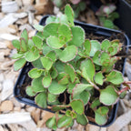 Sedum spurium 'Voodoo'