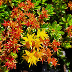 Sedum kamtschaticum var. kamtschaticum