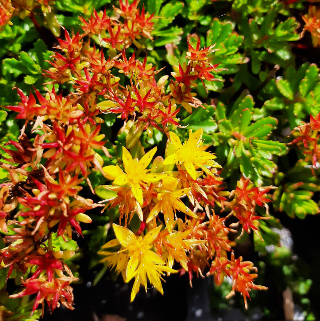 Sedum kamtschaticum var. kamtschaticum