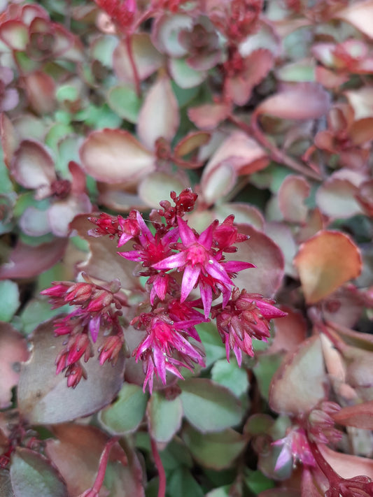 Sedum spurium 'Voodoo' Teppich-Fettblatt