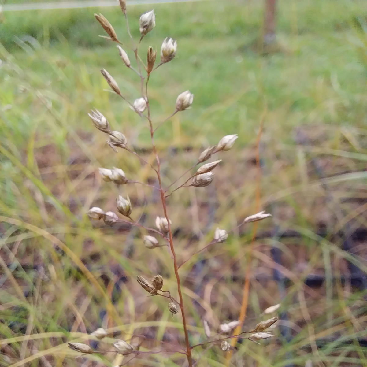 Sporobolus heterolepis Tropfengras