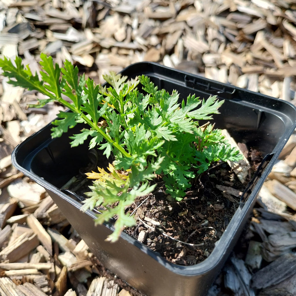 Tanacetum coccineum ‘Robinsons Rosa’