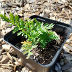 Tanacetum coccineum ‘Robinsons Rosa’