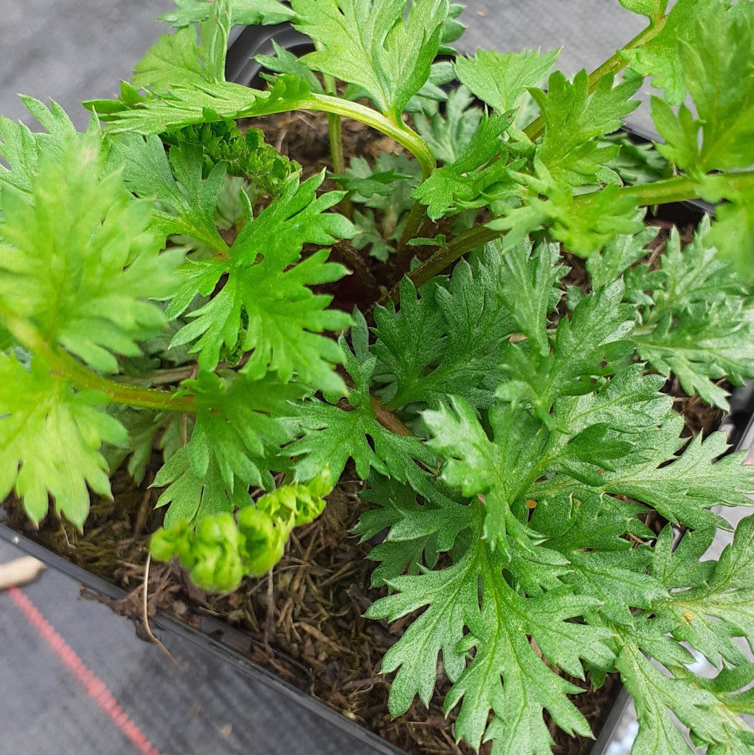 Tanacetum coccineum ‘Robinsons Rot’ im Topf