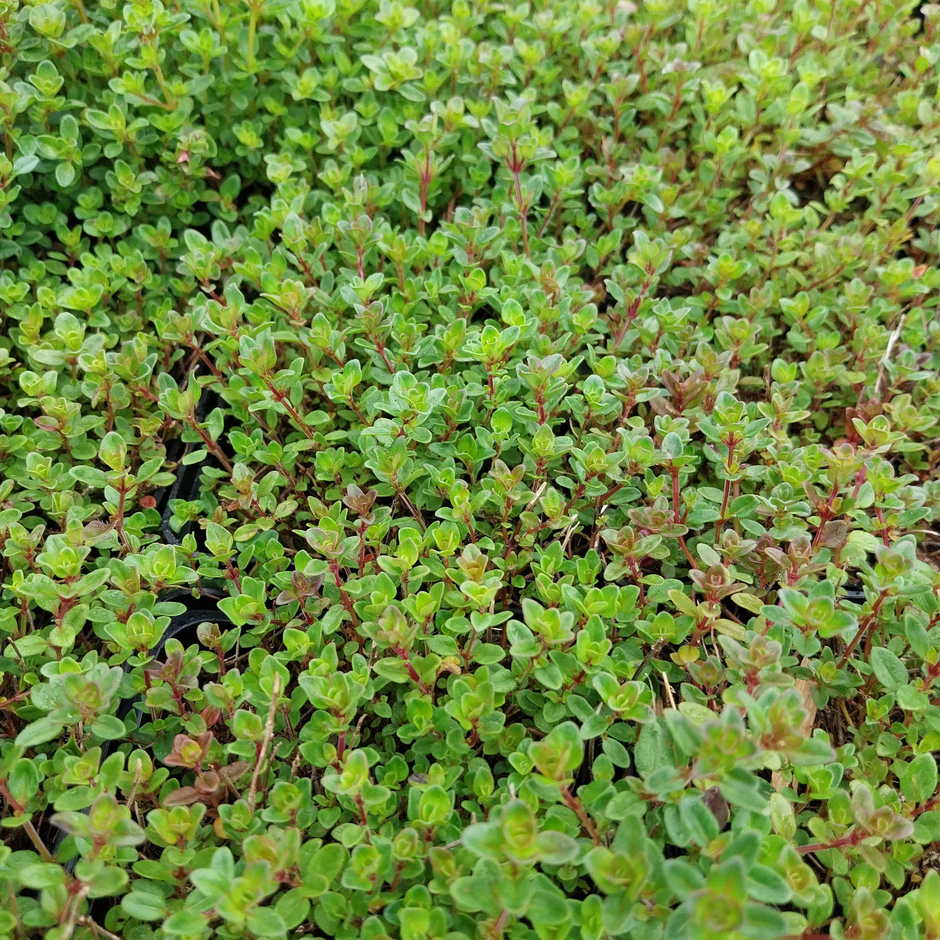 Thymus serpyllum Sand-Thymian