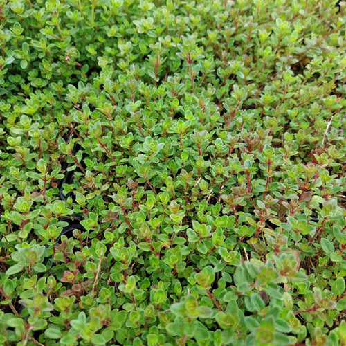 Thymus serpyllum – Sand-Thymian kaufen