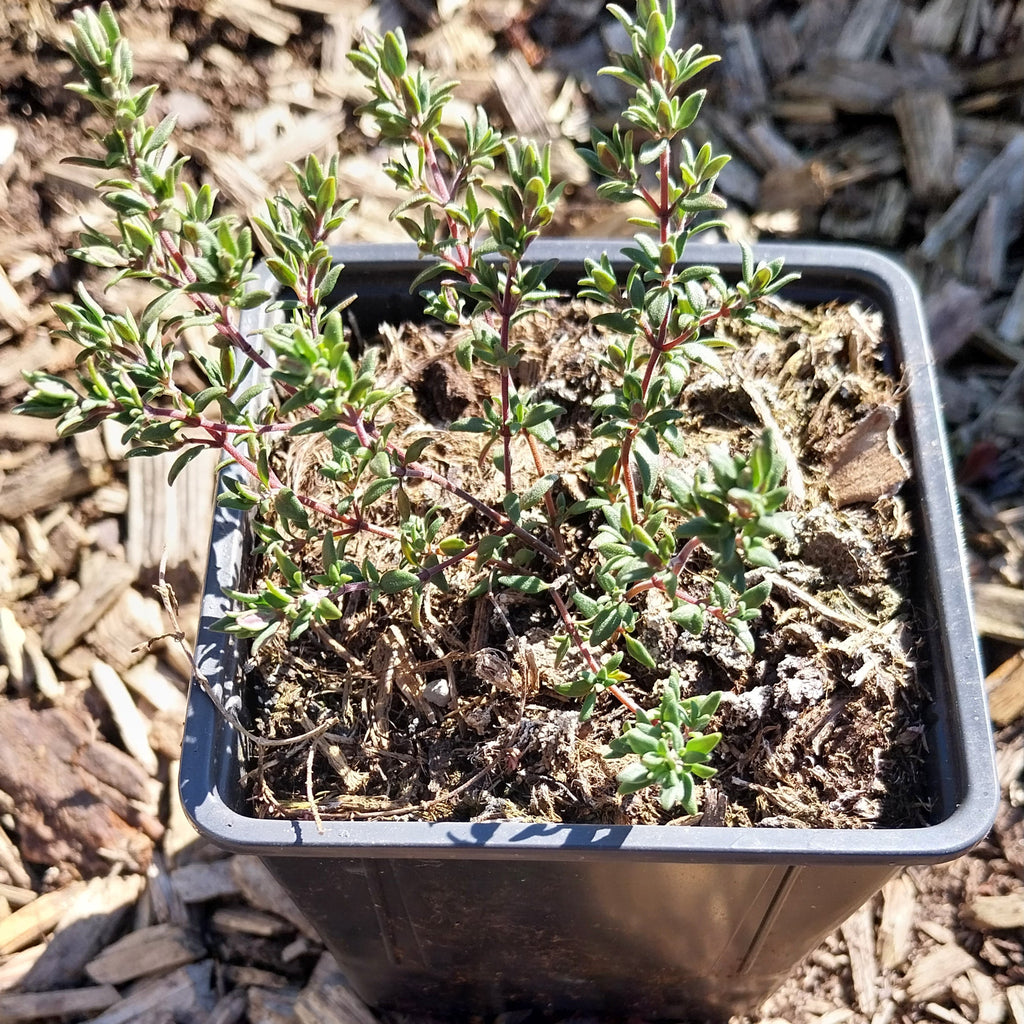 Thymus vulgaris Echter Thymian / Quendel