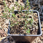 Thymus vulgaris Echter Thymian / Quendel