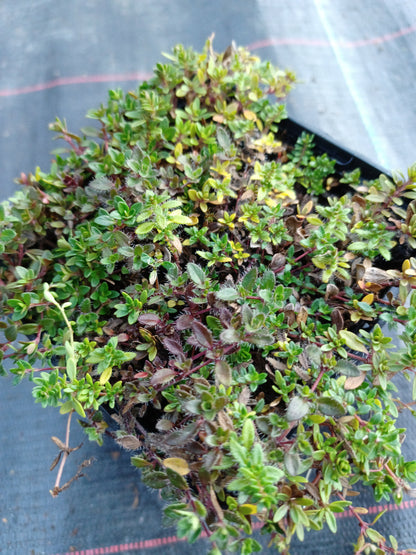 Thymus serpyllum 'Magic Carpet' Thymian