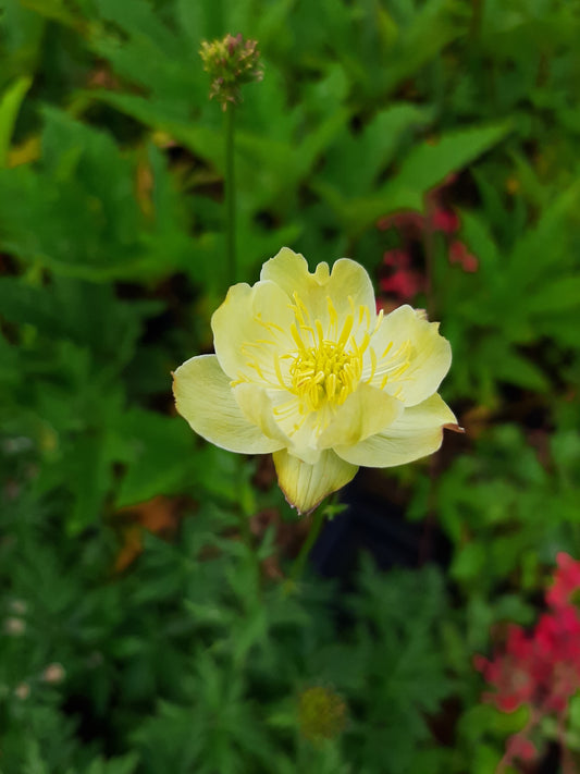 Trollius × cultorum 'Taleggio' Trollblume
