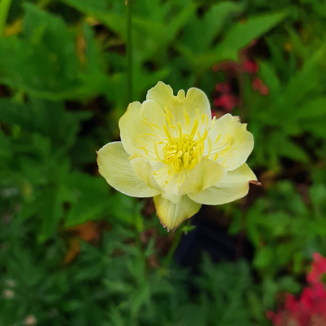Trollius × cultorum ‘Taleggio’ Blüte Trollblume
