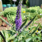 Veronica spicata Scheinähriger Ehrenpreis