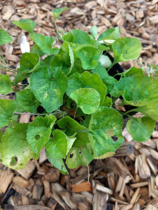 Viola odorata 'Königin Charlotte' Duft-Veilchen