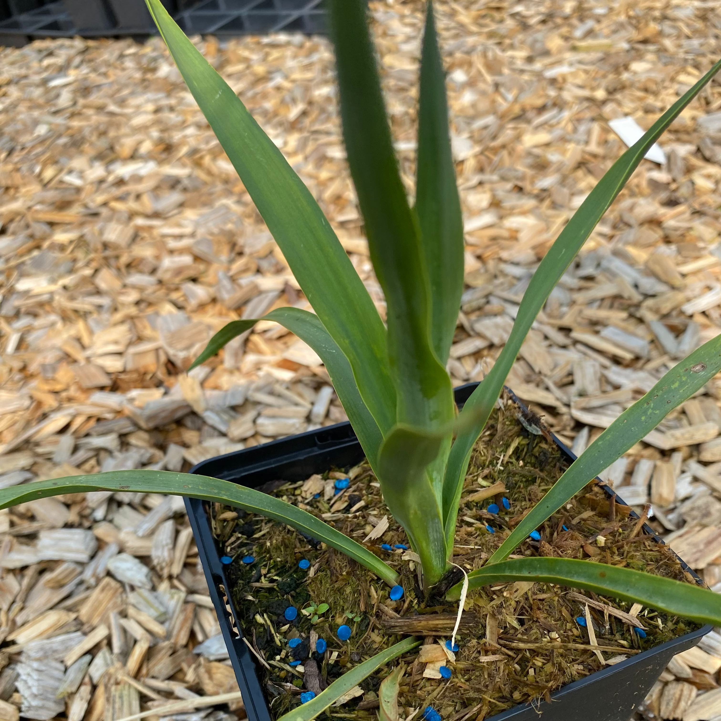 Yucca filamentosa Palmlilie