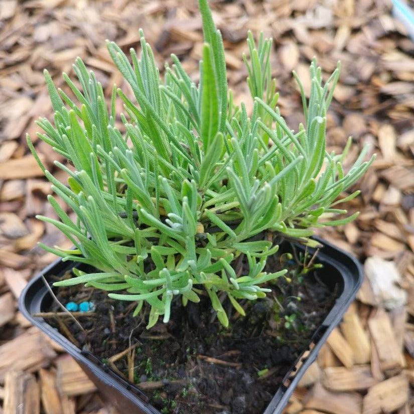 Zwerg-Lavendel 'Peter Pan'