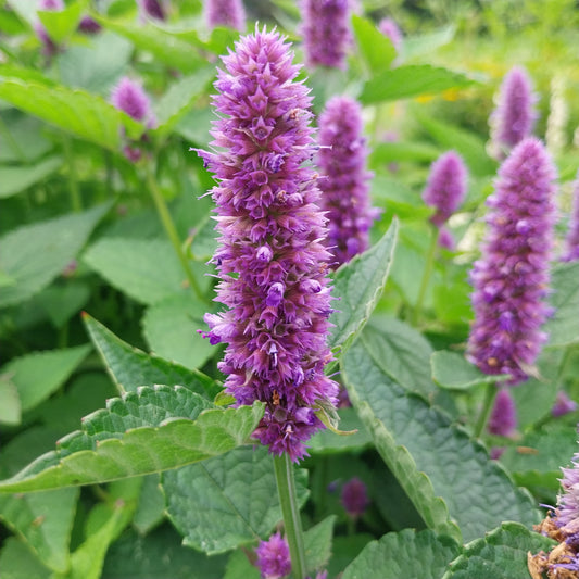 Agastache foeniculum Anis-Duftnessel
