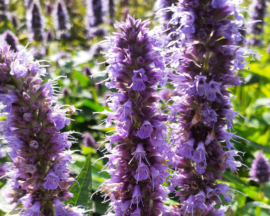 _Agastache_rugosa_Blue_Fortune_Duftnessel