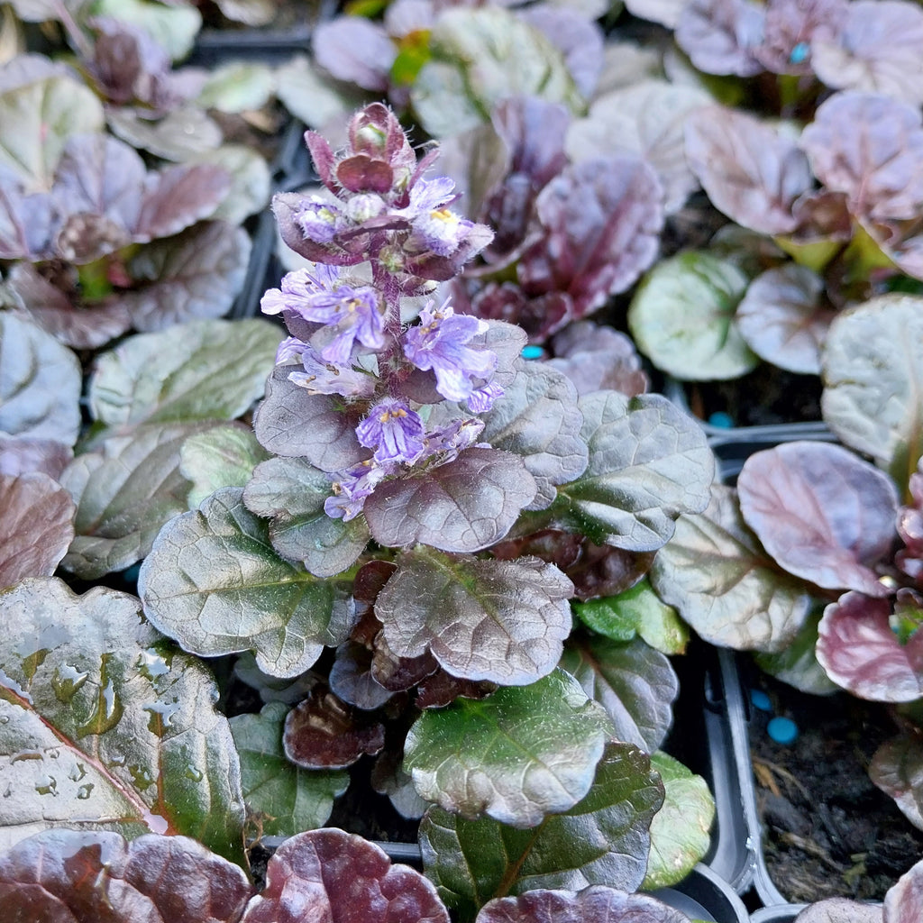 Ajuga reptans 'Black Scallop' ® Kriechender Günsel
