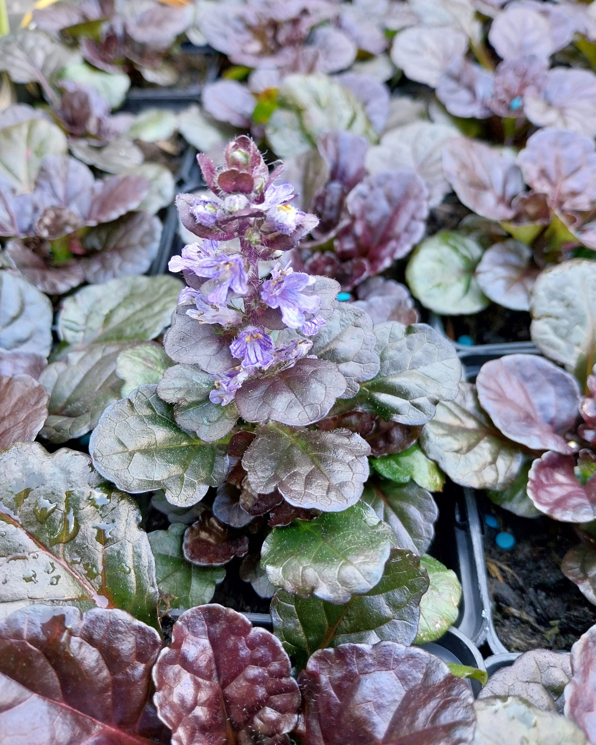 Ajuga reptans 'Black Scallop' ® Kriechender Günsel