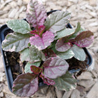 Ajuga reptans 'Burgundy Glow' Mehrfarbiger Günsel im Topf