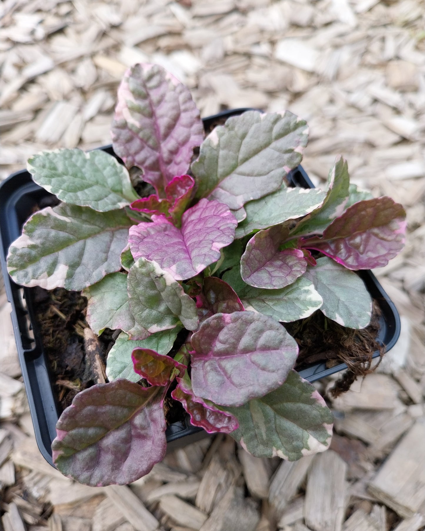 Ajuga reptans 'Burgundy Glow' Mehrfarbiger Günsel im Topf