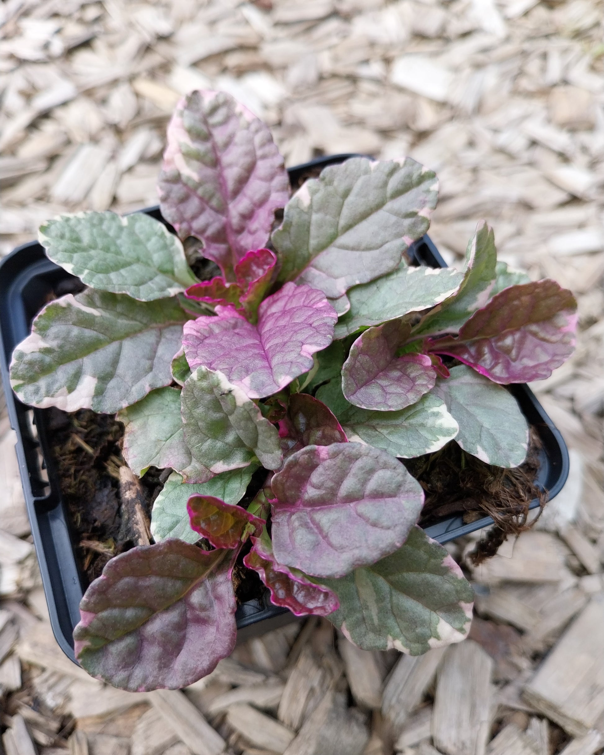 Ajuga reptans 'Burgundy Glow' Mehrfarbiger Günsel im Topf