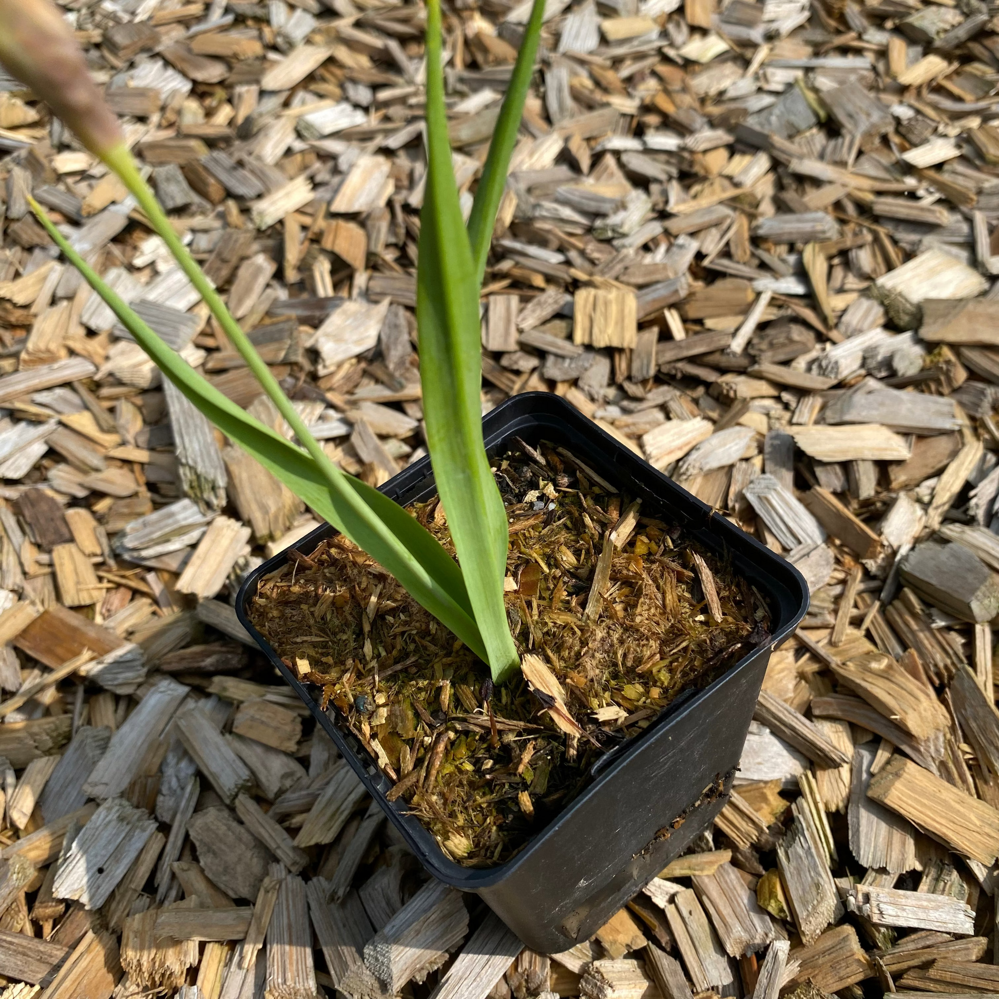 Allium moly Gold-Lauch