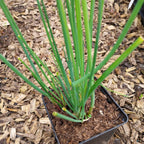 Allium schoenoprasum im Topf