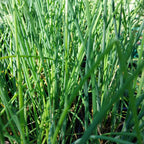 Allium schoenoprasum 'Polyvit' Schnittlauch