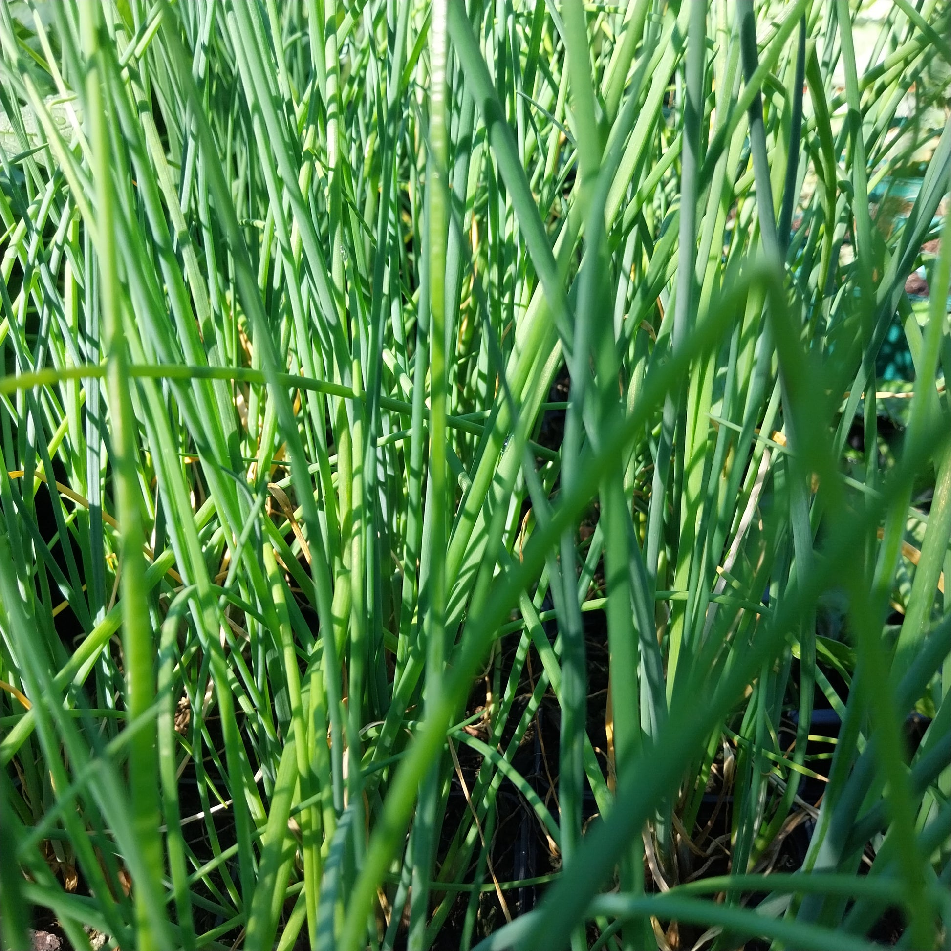 Allium schoenoprasum 'Polyvit' Schnittlauch