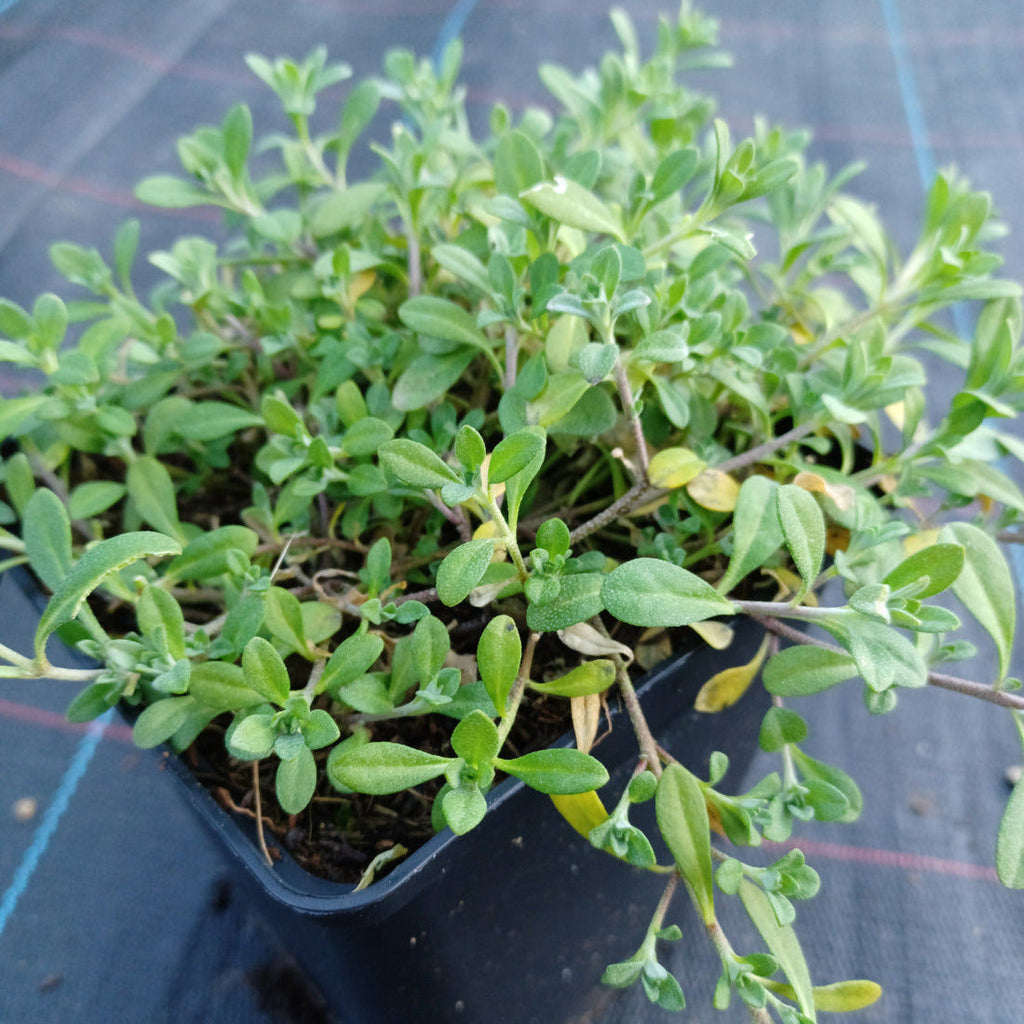 Alyssum montanum 'Berggold' Berg-Steinkraut im Topf