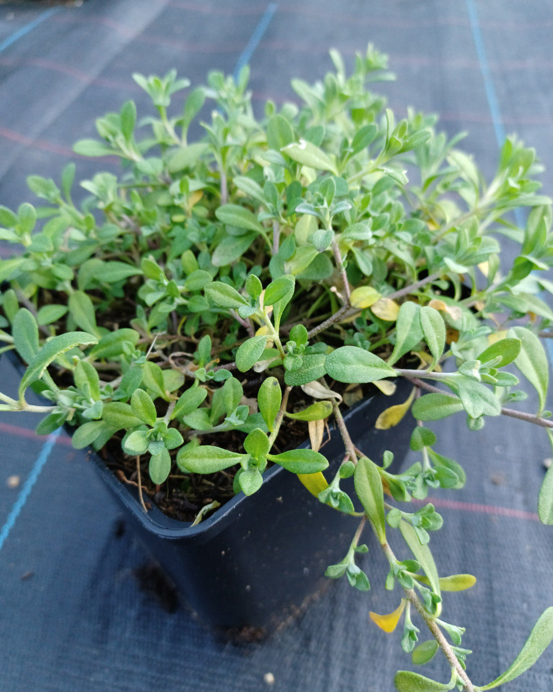 Alyssum montanum 'Berggold' Berg-Steinkraut im Topf