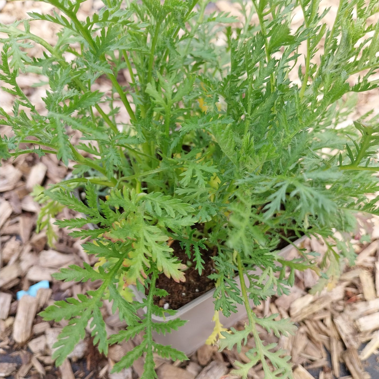 Anthemis tinctoria Färber-Hundskamille