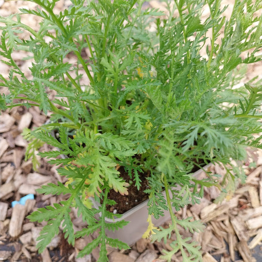 Anthemis tinctoria Färber-Hundskamille