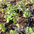 Aquilegia vulgaris 'William Guiness' Akelei