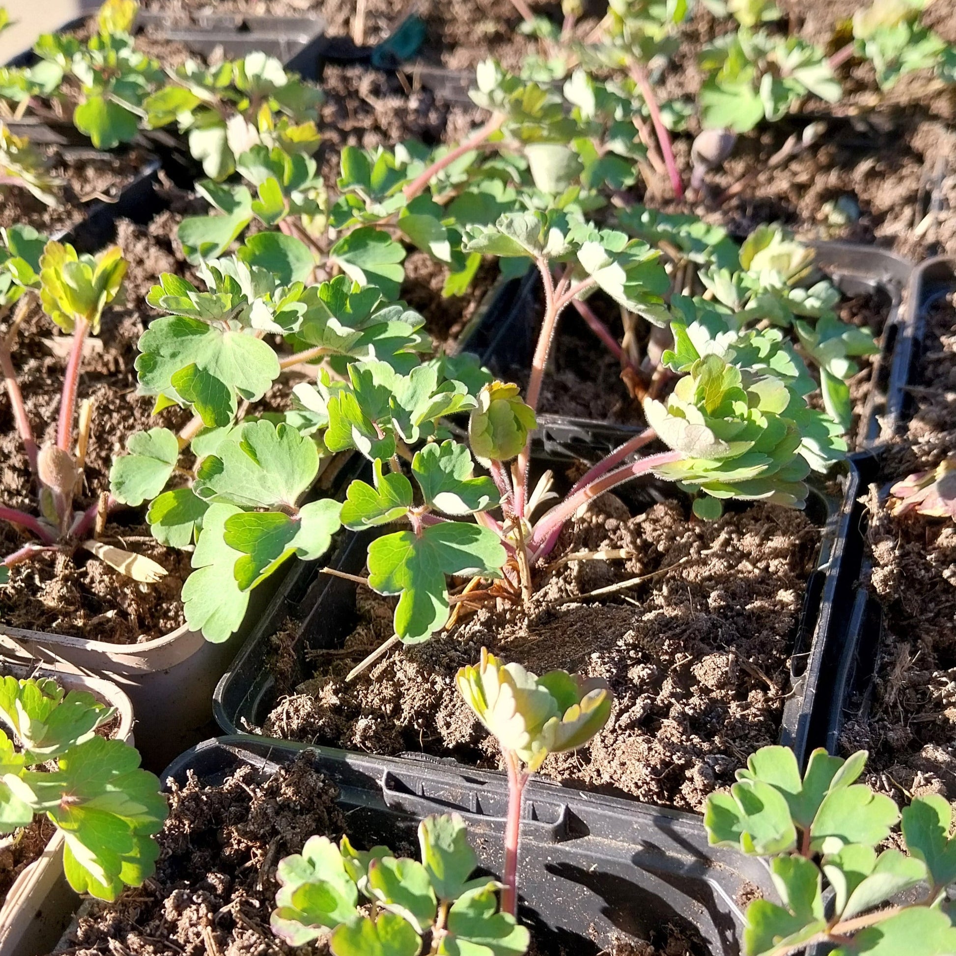 Aquilegia vulgaris 'William Guiness' Akelei