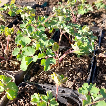 Aquilegia vulgaris 'William Guiness' Akelei