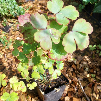 Aquilegia vulgaris var. stellata 'Black Barlow' Akelei
