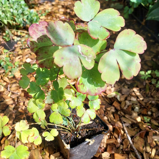 Aquilegia vulgaris var. stellata 'Black Barlow' Akelei
