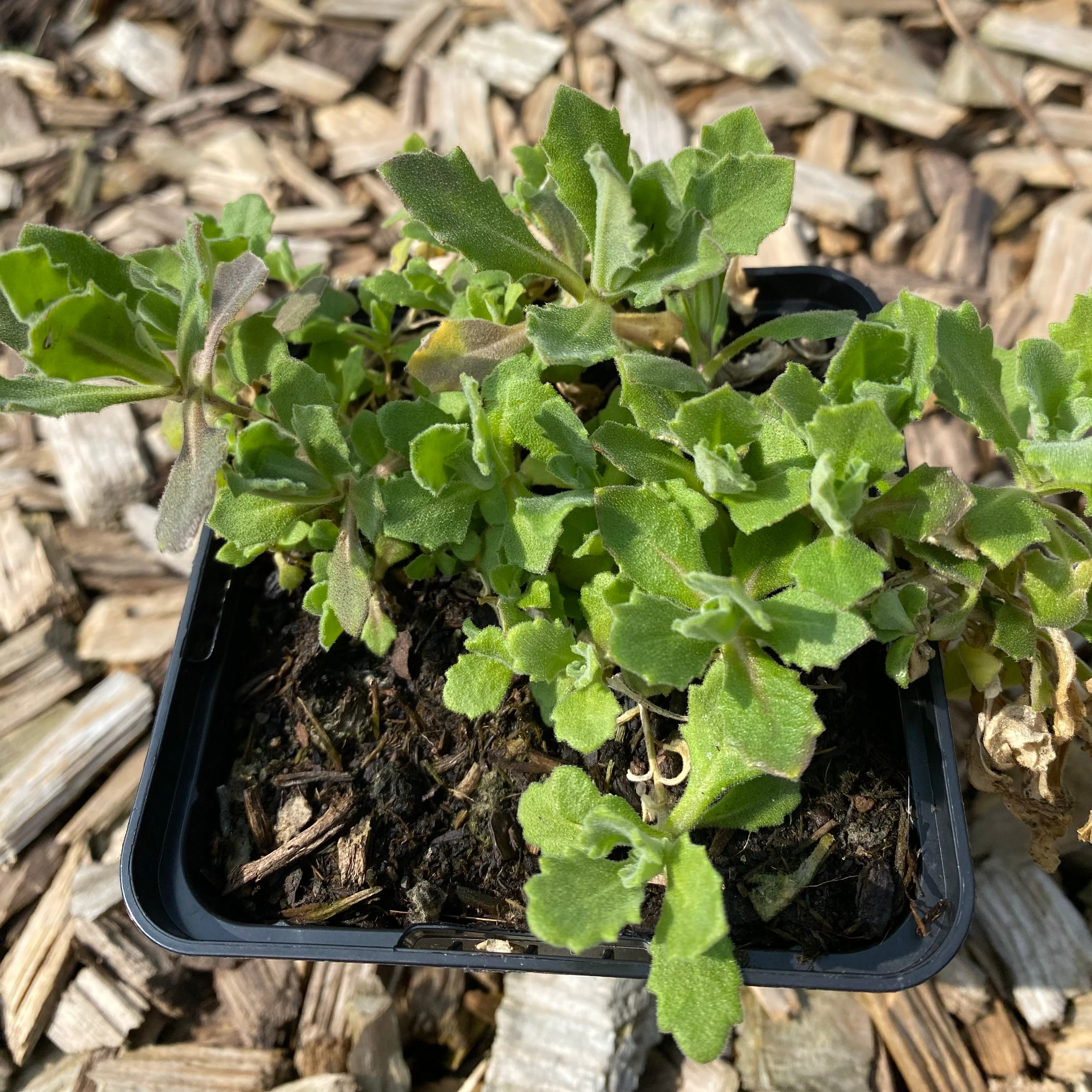 Arabis caucasica 'Schneeball' Gänsekresse