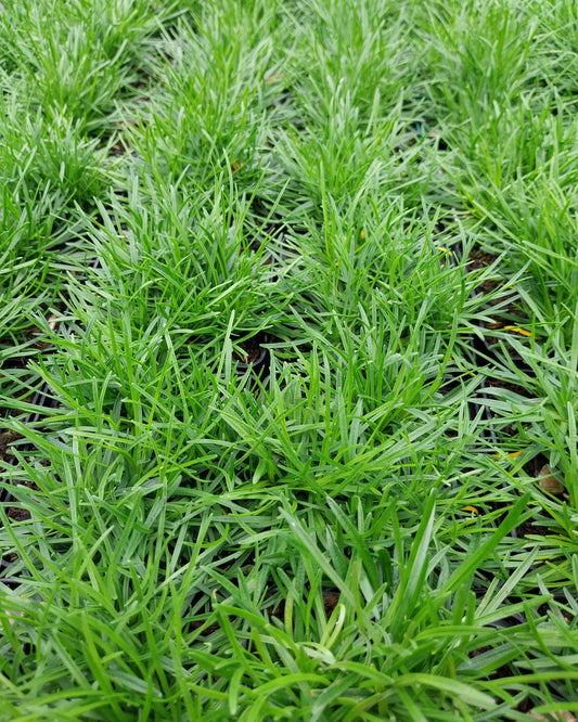 Armeria maritima 'Alba' Grasnelke ohne Blüte