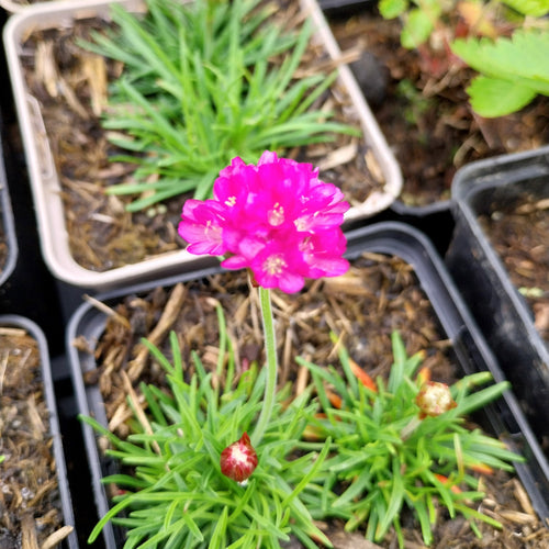 Armeria maritima 'Splendens' Grasnelke Blüte